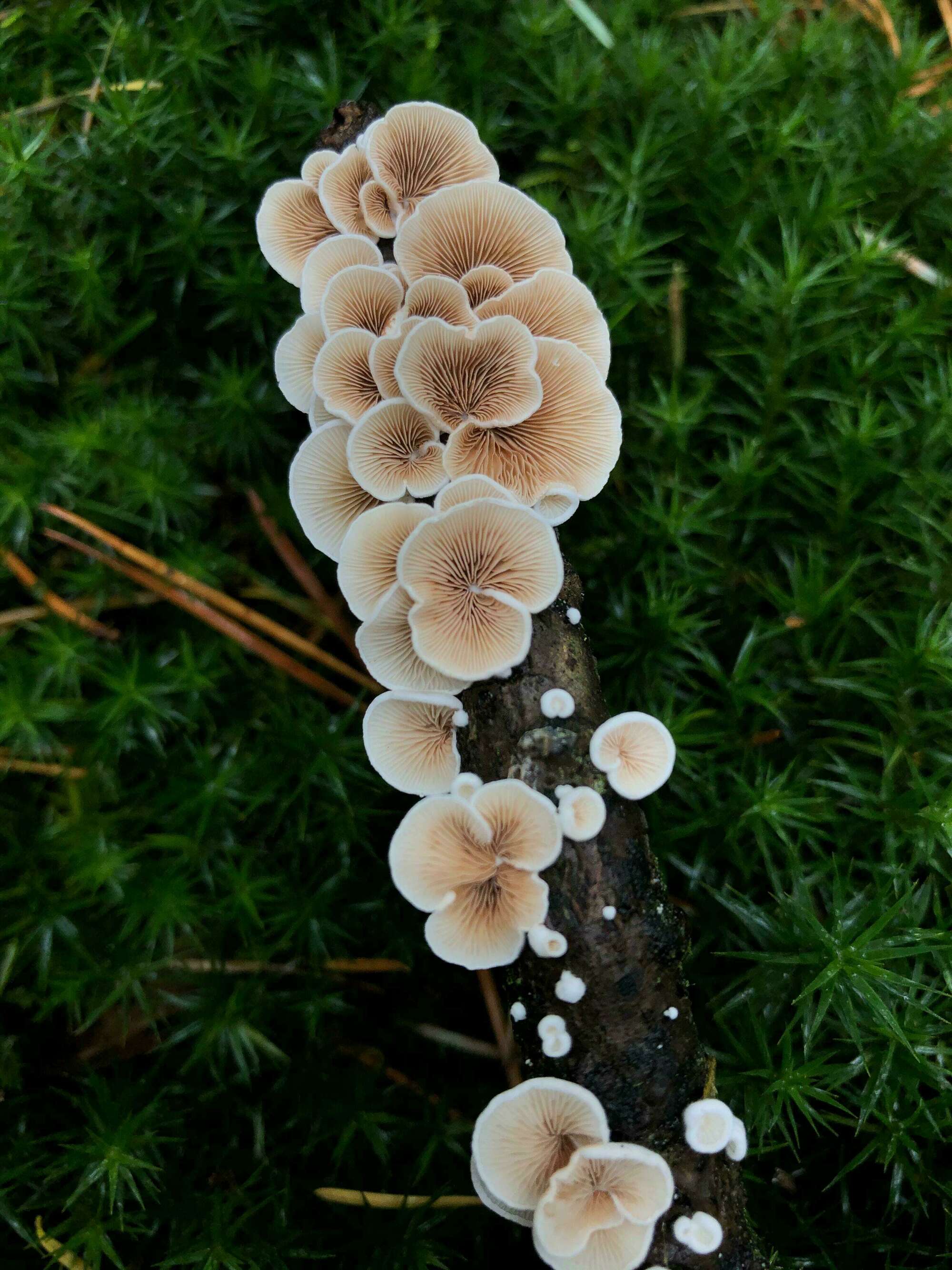 Mycothérapie